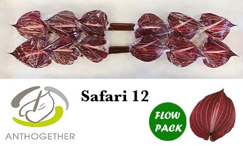 <h4>Anthurium Safari</h4>