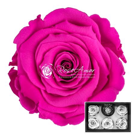 <h4>R P 07 Pink Cerise XL</h4>