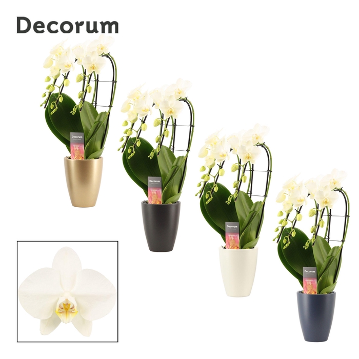 <h4>Phalaenopsis triple cascade wit in Carly (Neo Architect-coll.)</h4>