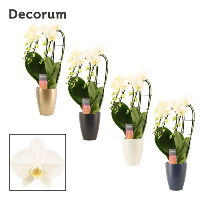 <h4>Phalaenopsis triple cascade wit in Carly (Neo Architect-coll.)</h4>