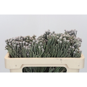 Kaaps Groen Silver Brunia