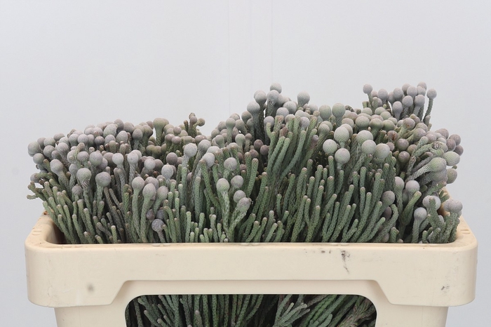 Kaaps Groen Silver Brunia