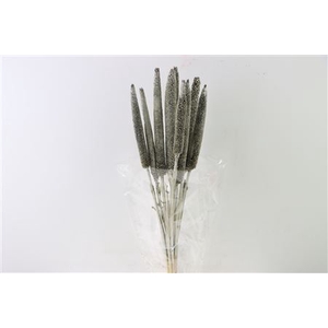 Dried Babala 10pc Platina Bunch