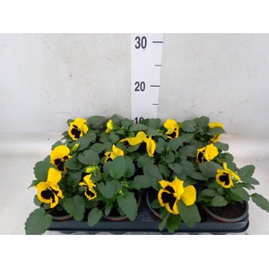 Viola wr. 'Colossus Yellow Blotch'