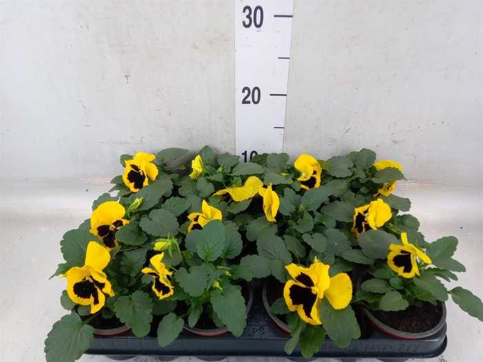 <h4>Viola wr. 'Colossus Yellow Blotch'</h4>