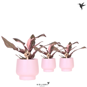 Kolibri Greens Philodendron Pink Princess Marble in Scandic pot pink