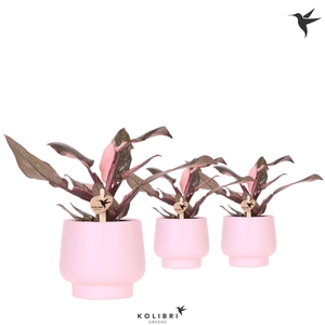 Kolibri Greens Philodendron Pink Princess Marble in Scandic pot pink