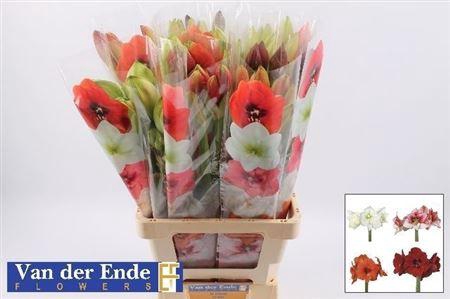 <h4>Hipp Gem Bq</h4>