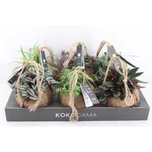 arr3 Kokoplant - Smit collection mix x6