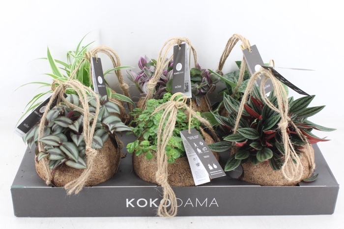 <h4>arr3 Kokoplant - Smit collection mix x6</h4>