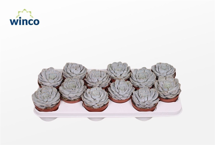 <h4>Echeveria Rinionii</h4>