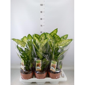 Dieffenbachia  'Compacta'