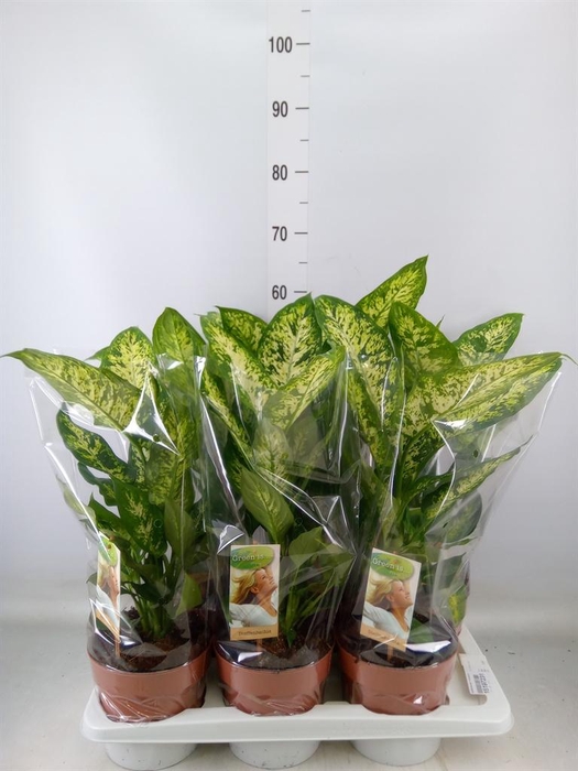<h4>Dieffenbachia  'Compacta'</h4>