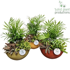 JT014 Evelyn Chamaedorea