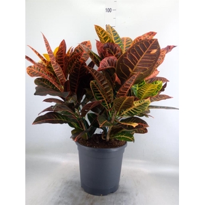 Codiaeum var. GR 'Petra'