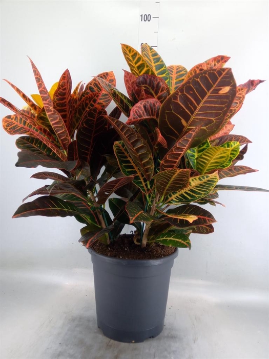 <h4>Codiaeum var. GR 'Petra'</h4>