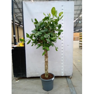 Ficus benghalensis 'Audrey'
