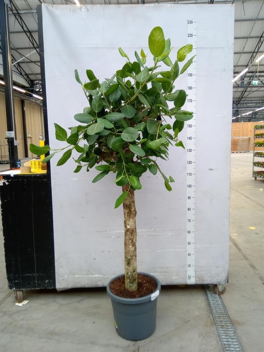 <h4>Ficus benghalensis 'Audrey'</h4>