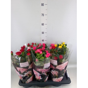 Rosa  'Palace'   ...mix 3