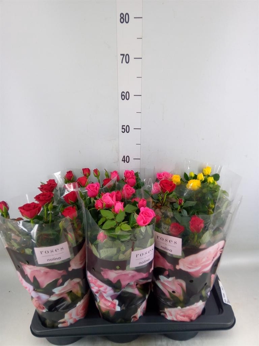 <h4>Rosa  'Palace'   ...mix 3</h4>