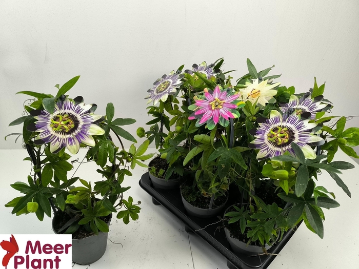 <h4>PASS CAERULEA</h4>