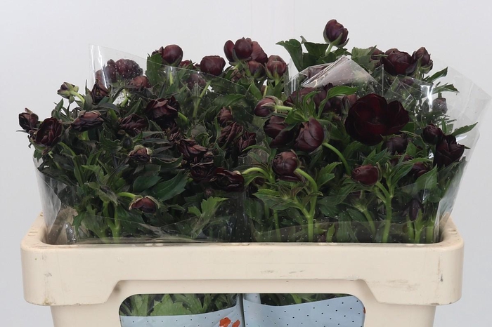 <h4>Ranunculus Magical Chocolate</h4>