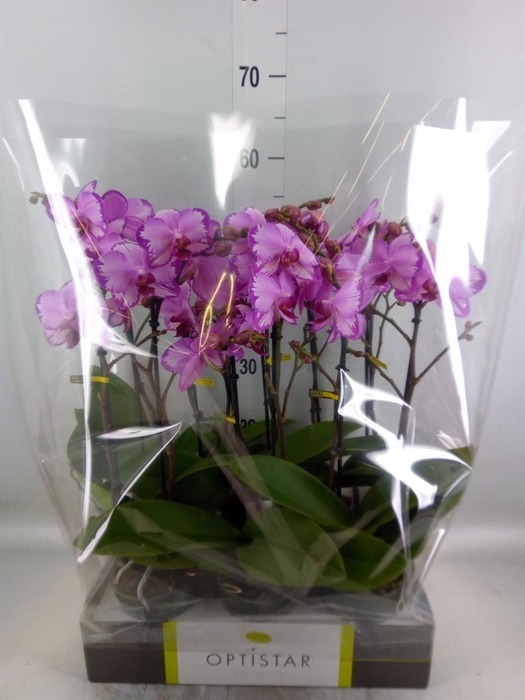 <h4>Phalaenopsis   ...rose</h4>