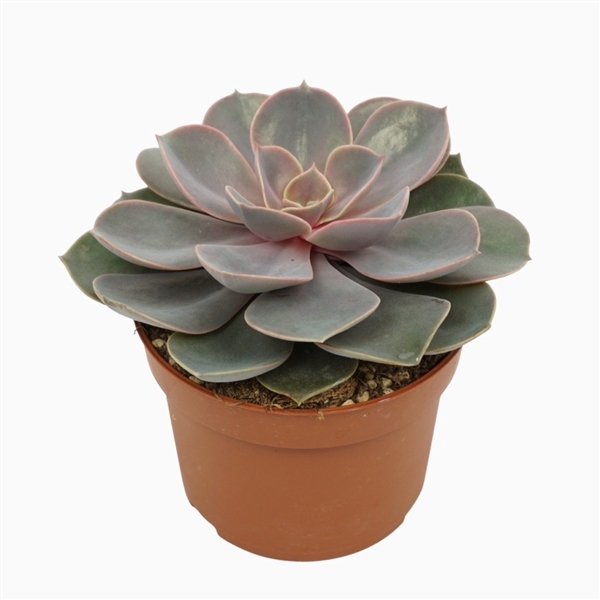 <h4>Echeveria pearl van neurenberg 10,5 cm</h4>