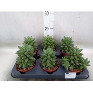 Pachyphytum oviferum