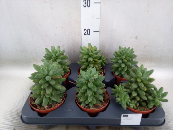 <h4>Pachyphytum oviferum</h4>