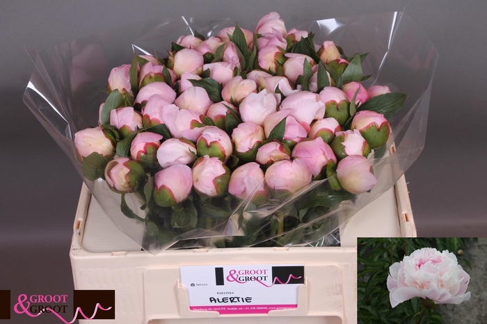 <h4>PAEO L ALERTIE</h4>