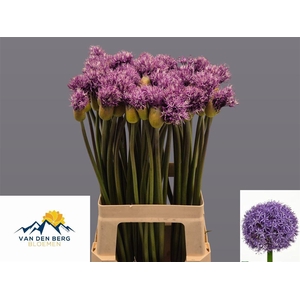 Allium jesdianum 'Early Emperor'
