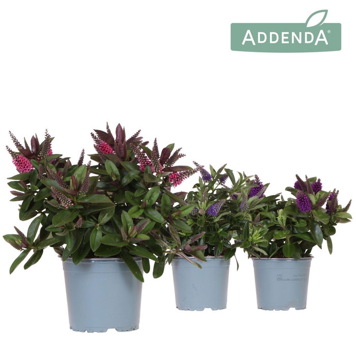 <h4>Hebe Addenda Donna mix</h4>