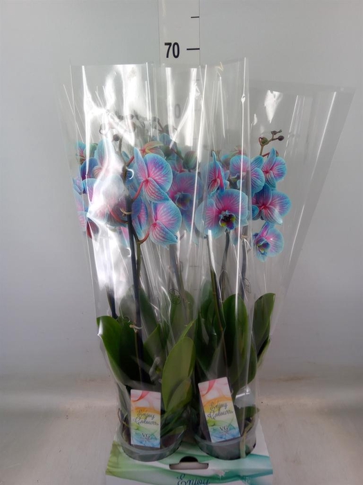 <h4>Phalaenopsis   ...</h4>