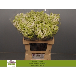 SYR V MME FL STEPMAN