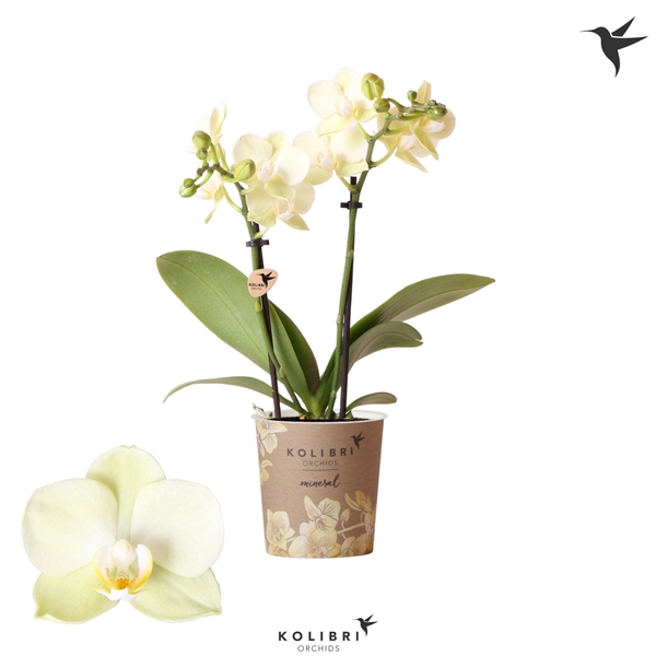 <h4>Phalaenopsis Multifloratypes Floriclone Golden Story</h4>