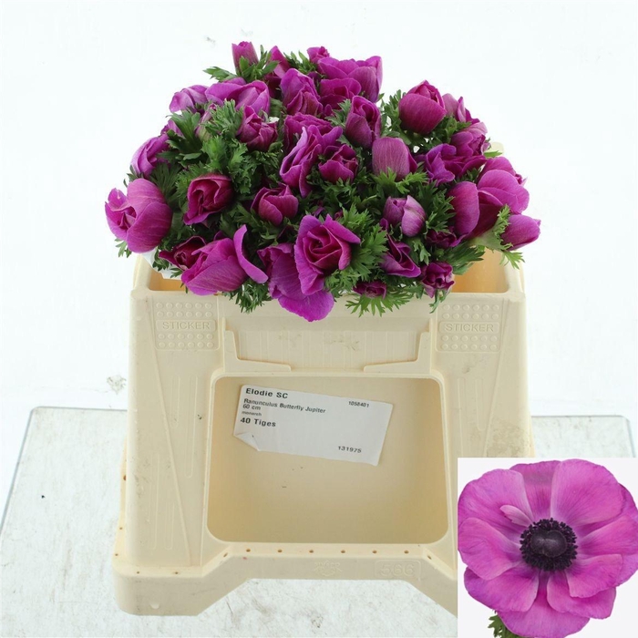 <h4>ANEM CO MIS + FUCSIA</h4>