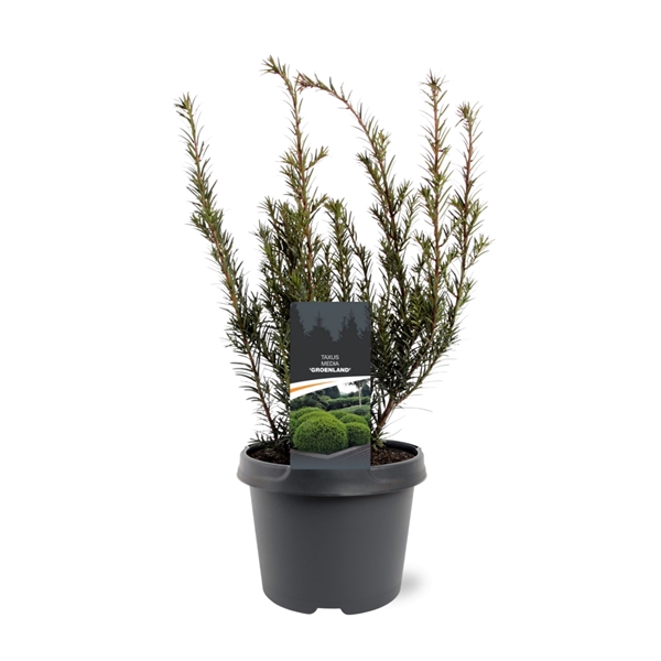 <h4>Taxus media 'Groenland'</h4>