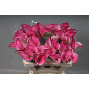 ZANT PINK JEWEL