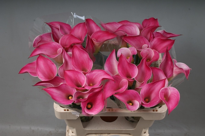 <h4>ZANT PINK JEWEL</h4>