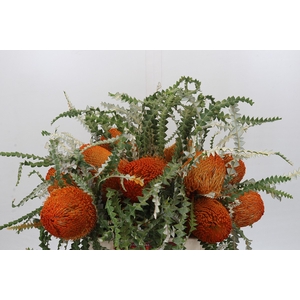 Banksia Speciosa Orange