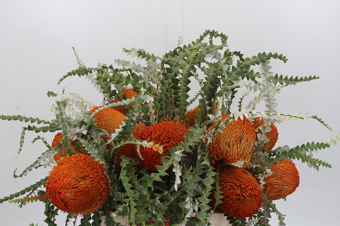 <h4>Banksia Speciosa Orange</h4>