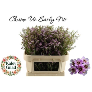 CHAME UN EARLY NIR 80gr