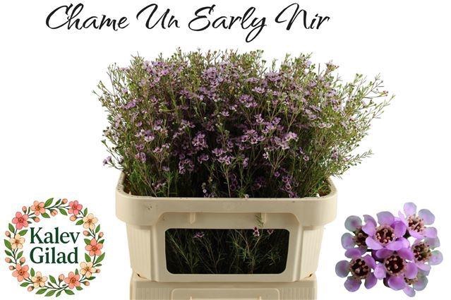 <h4>CHAME UN EARLY NIR 80gr</h4>