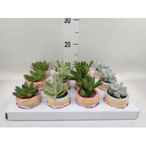 Succulents   ...