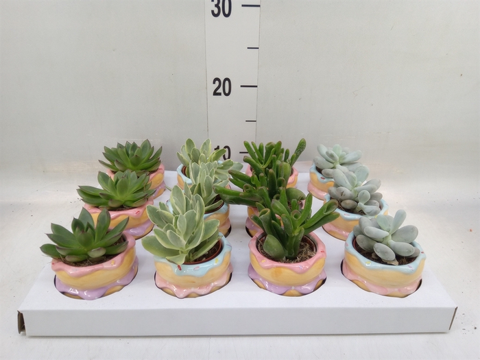 <h4>Succulents   ...</h4>
