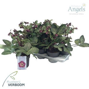 Helleborus Frostkiss Vibey Velvet p15