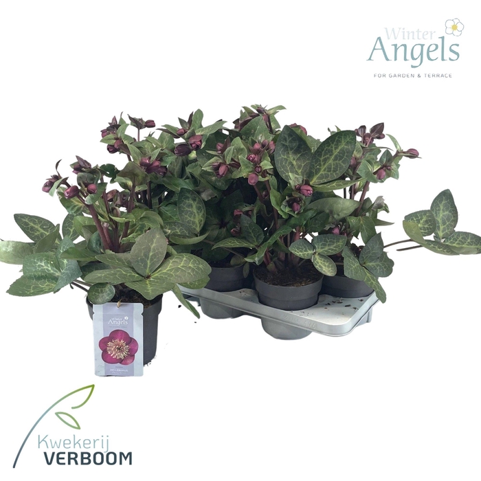 <h4>Helleborus Frostkiss Vibey Velvet p15</h4>
