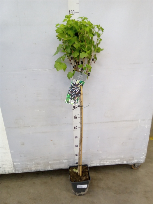 <h4>Ribes nigrum</h4>