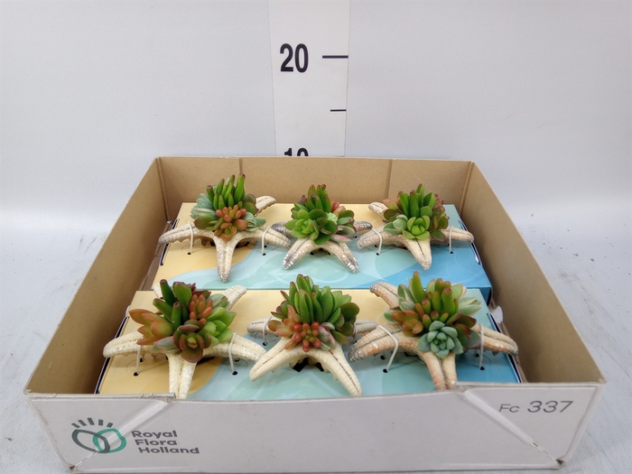 <h4>Planten  ..in schelp L%</h4>